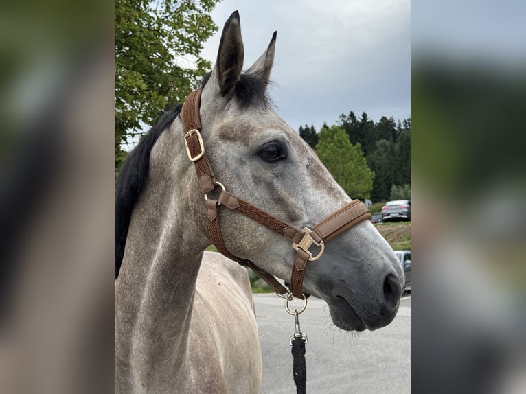 German Riding Horse Gelding 5 years 16 hh Grey in St. Martin im M&#xFC;hlkreis