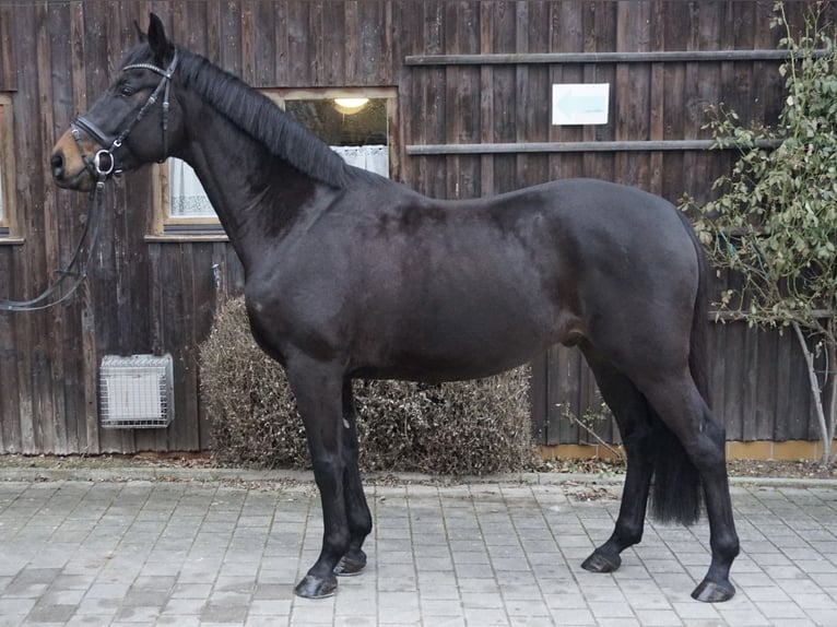 German Riding Horse Gelding 5 years 16 hh Smoky-Black in Neudrossenfeld