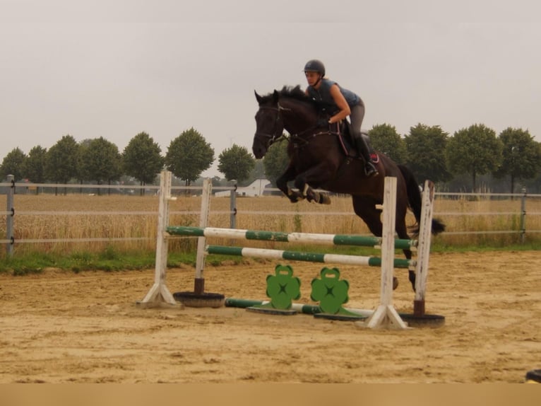 German Riding Horse Gelding 5 years 16 hh Smoky-Black in Neudrossenfeld
