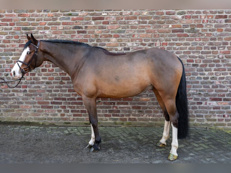 German Riding Horse Gelding 5 years 16,1 hh Brown in Grevenbroich