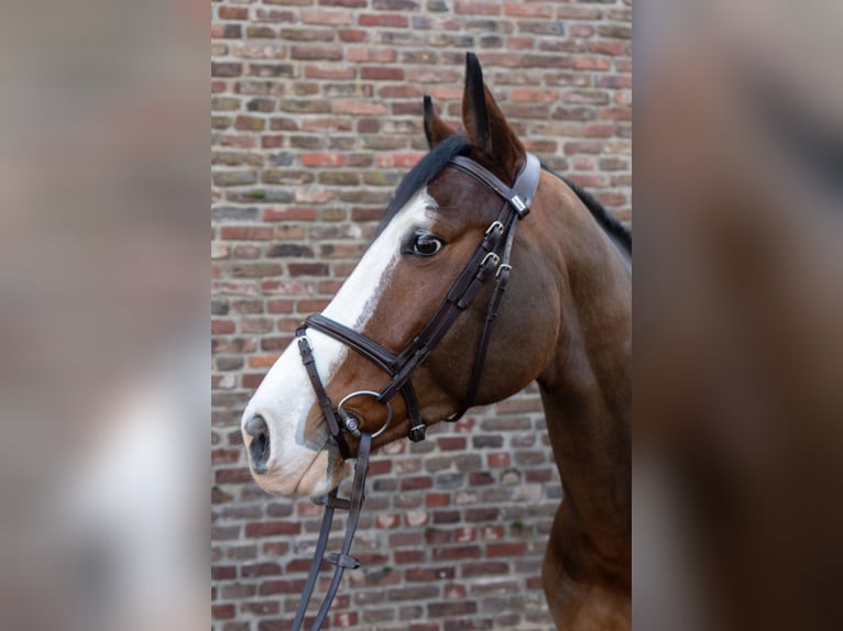 German Riding Horse Gelding 5 years 16,1 hh Brown in Grevenbroich
