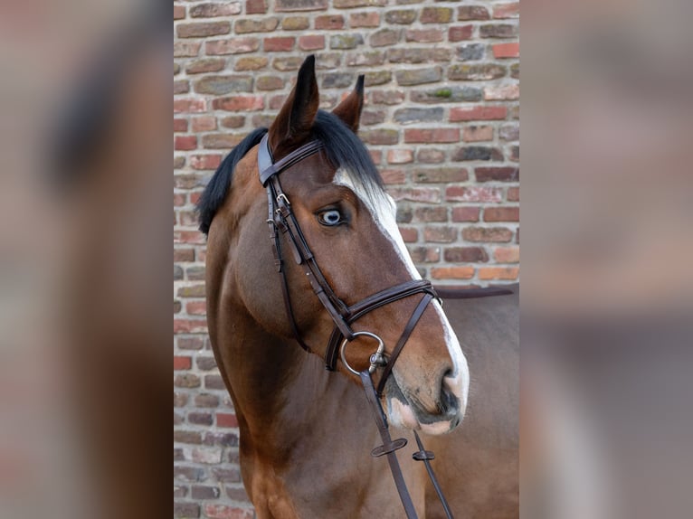 German Riding Horse Gelding 5 years 16,1 hh Brown in Grevenbroich