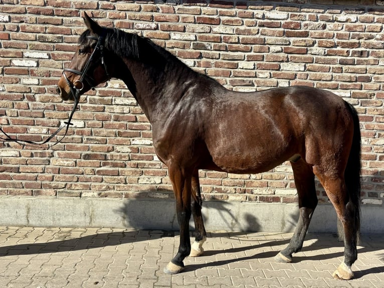 German Riding Horse Gelding 5 years 16,1 hh Brown in Grevenbroich