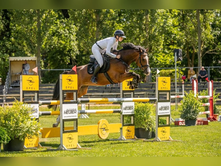 German Riding Horse Gelding 5 years 16,1 hh Brown in Lengenfeld