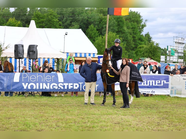 German Riding Horse Gelding 5 years 16,1 hh Brown in Lengenfeld