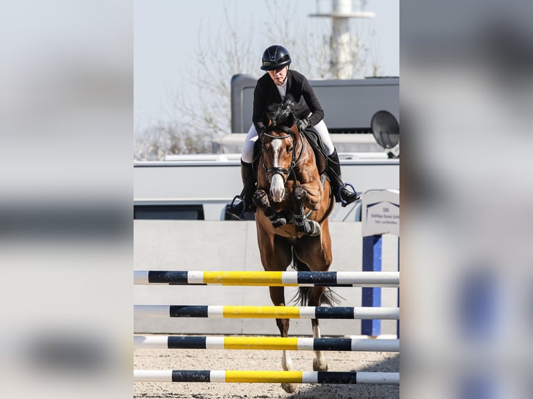 German Riding Horse Gelding 5 years 16,1 hh Brown in Lengenfeld