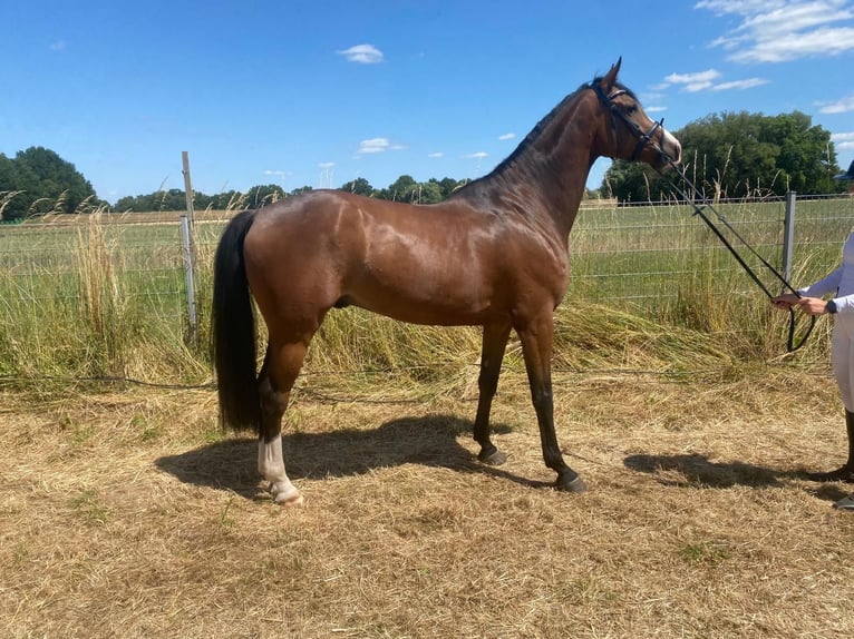 German Riding Horse Gelding 5 years 16,1 hh Brown in Lengenfeld