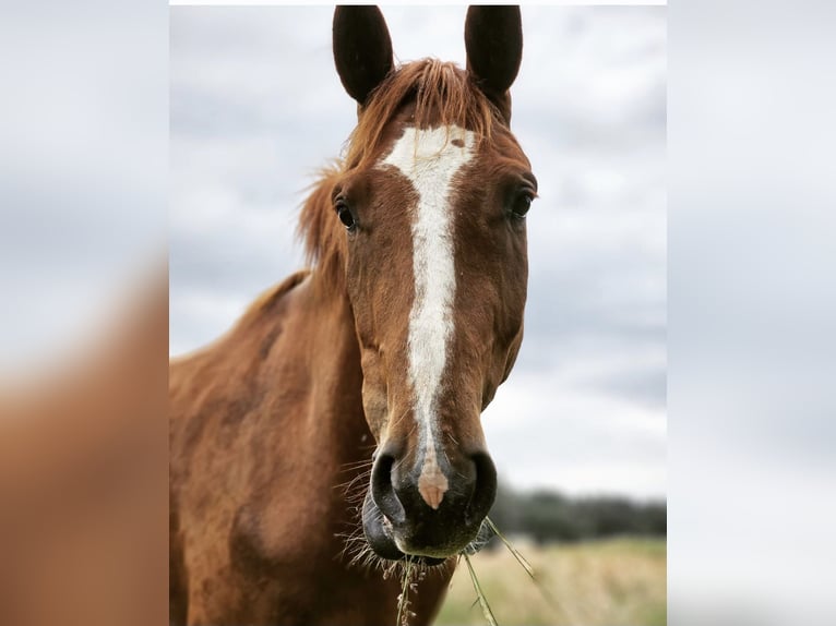 German Riding Horse Gelding 5 years 16,1 hh Chestnut-Red in Wolfsburg