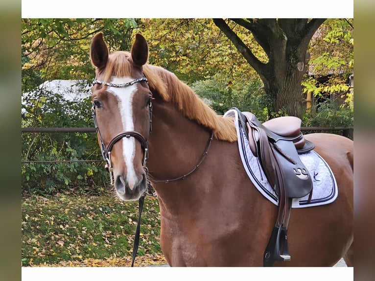 German Riding Horse Gelding 5 years 16,1 hh Chestnut-Red in Wolfsburg