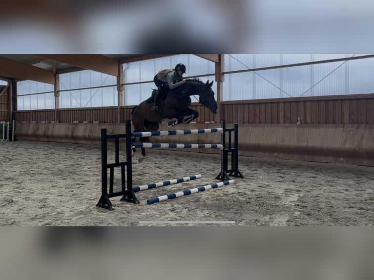 German Riding Horse Gelding 5 years 16,3 hh Bay-Dark in Berlin Rudow