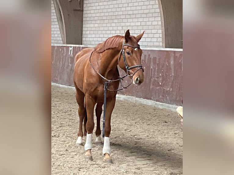 German Riding Horse Gelding 5 years 16,3 hh Chestnut-Red in Biblis
