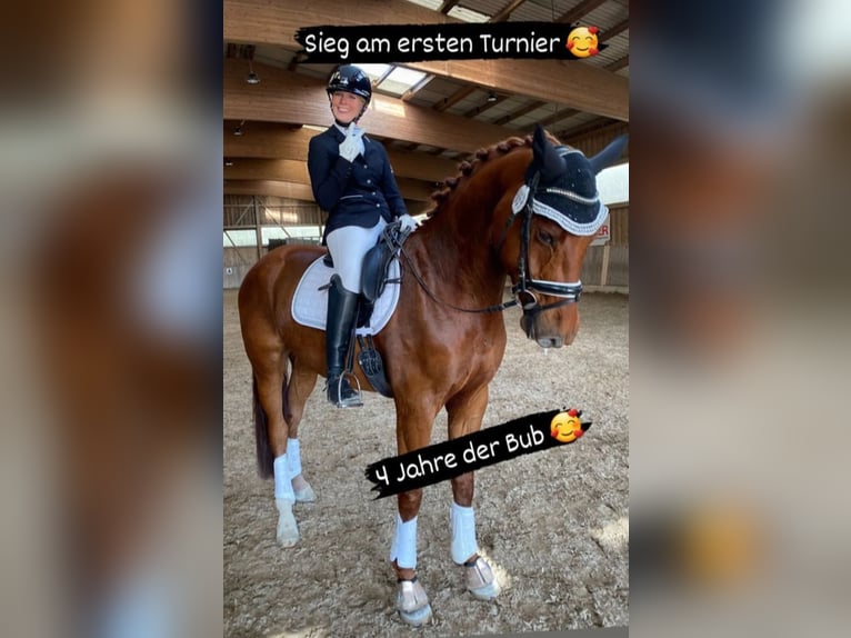 German Riding Horse Gelding 5 years 17 hh Chestnut in Ranshofen