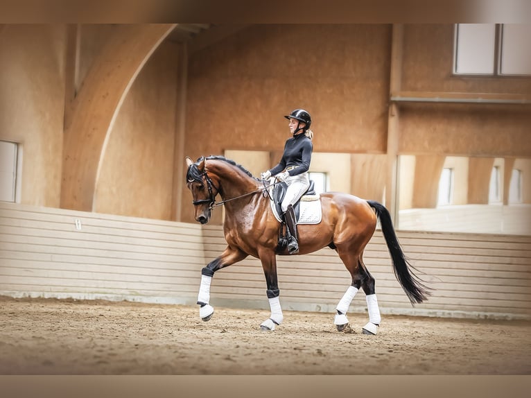 German Riding Horse Gelding 5 years 17 hh  in Stockholm