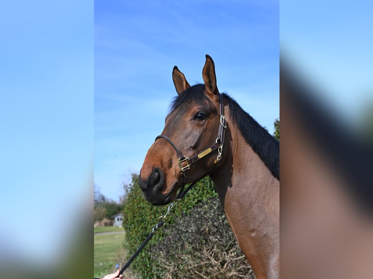 German Riding Horse Gelding 5 years 17,1 hh Bay-Dark in NeuriedNeuried