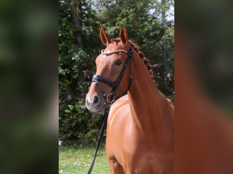 German Riding Horse Gelding 5 years 17,1 hh Chestnut-Red in Grafenrheinfeld