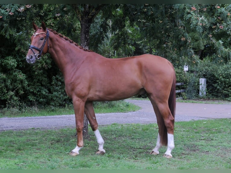 German Riding Horse Gelding 5 years 17,1 hh Chestnut-Red in Grafenrheinfeld