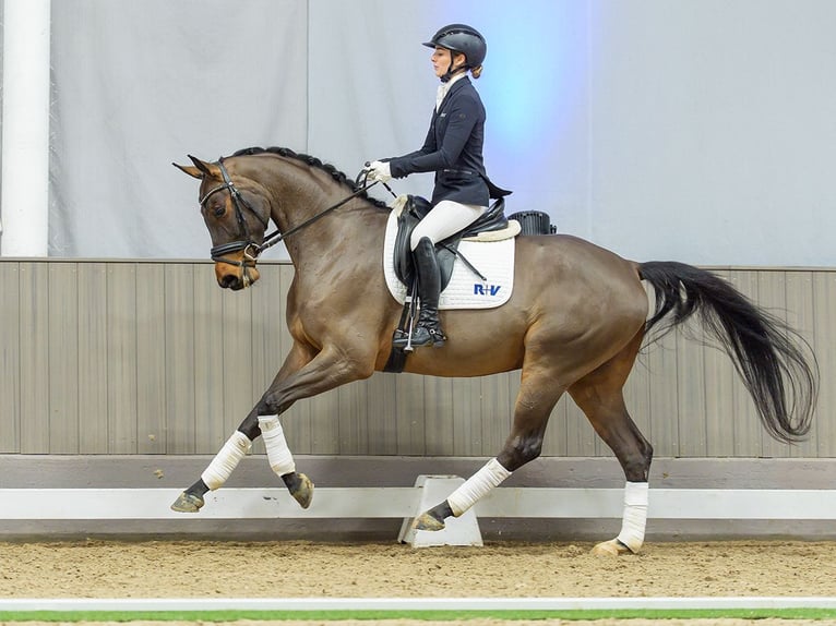German Riding Horse Gelding 5 years Brown in Münster-Handorf