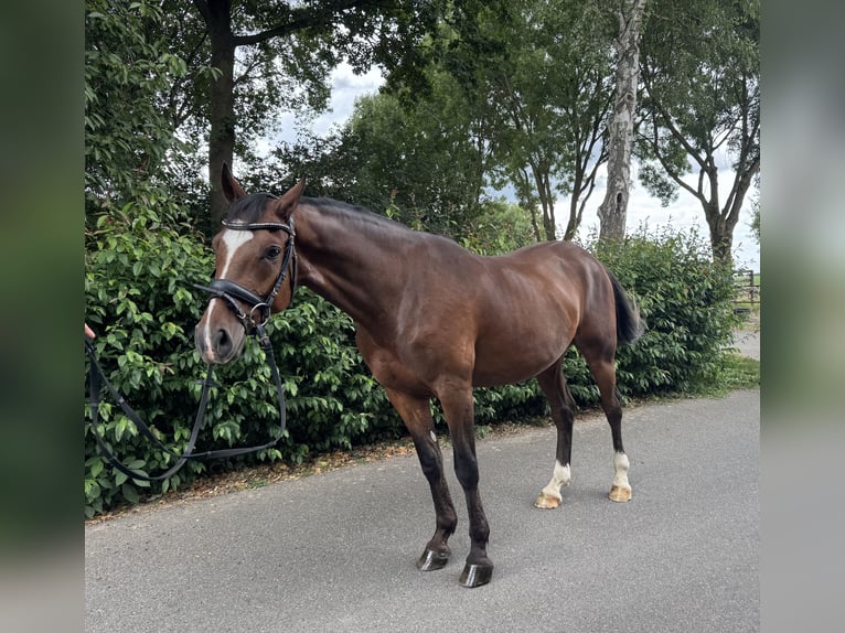 German Riding Horse Gelding 6 years 14,1 hh Brown in M&#xF6;nchengladbach