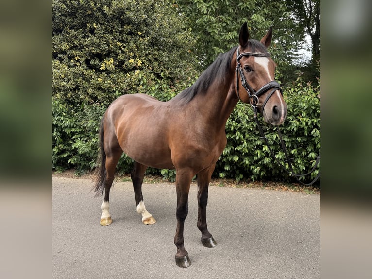 German Riding Horse Gelding 6 years 14,1 hh Brown in M&#xF6;nchengladbach