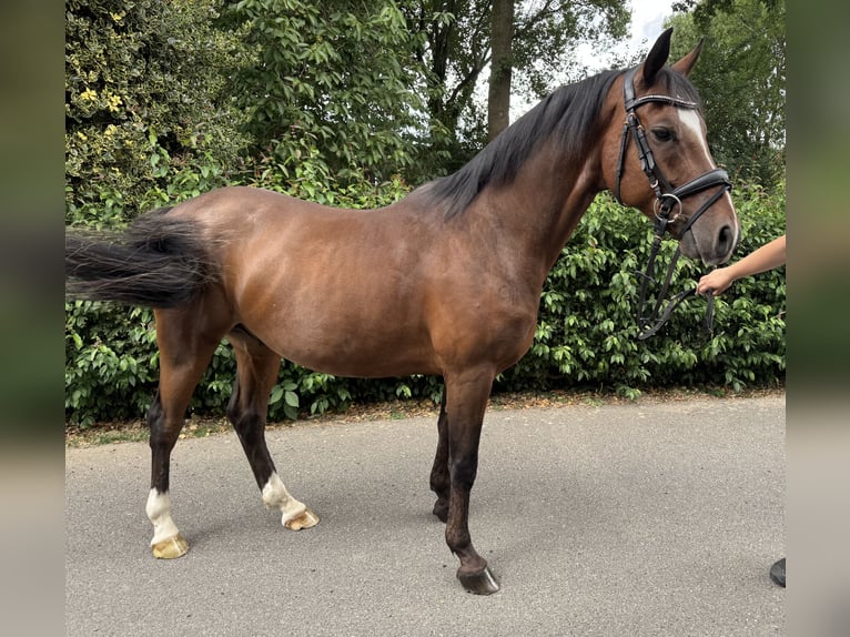 German Riding Horse Gelding 6 years 14,1 hh Brown in M&#xF6;nchengladbach