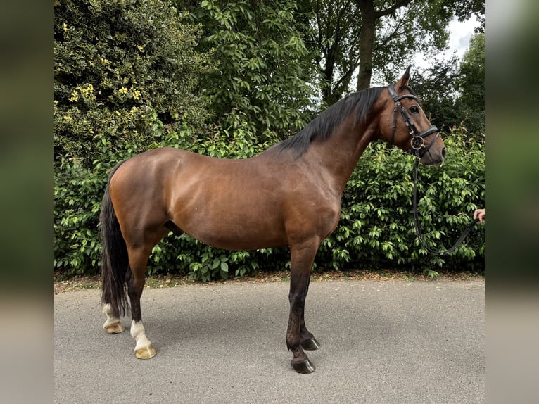 German Riding Horse Gelding 6 years 14,1 hh Brown in M&#xF6;nchengladbach