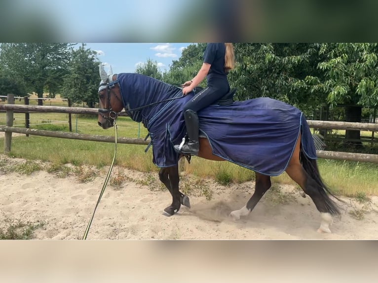 German Riding Horse Gelding 6 years 14,1 hh Brown in M&#xF6;nchengladbach
