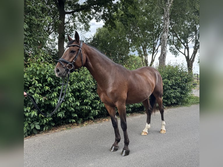 German Riding Horse Gelding 6 years 14,1 hh Brown in M&#xF6;nchengladbach