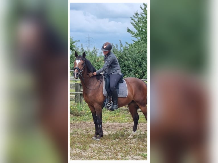German Riding Horse Gelding 6 years 14,1 hh Brown in M&#xF6;nchengladbach