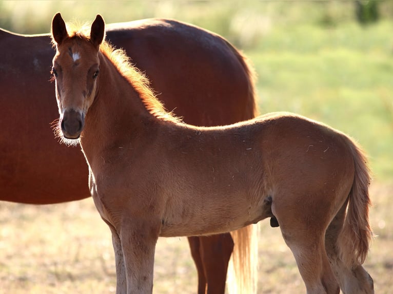 German Riding Horse Gelding 6 years 15,2 hh Chestnut-Red in Altkirchen