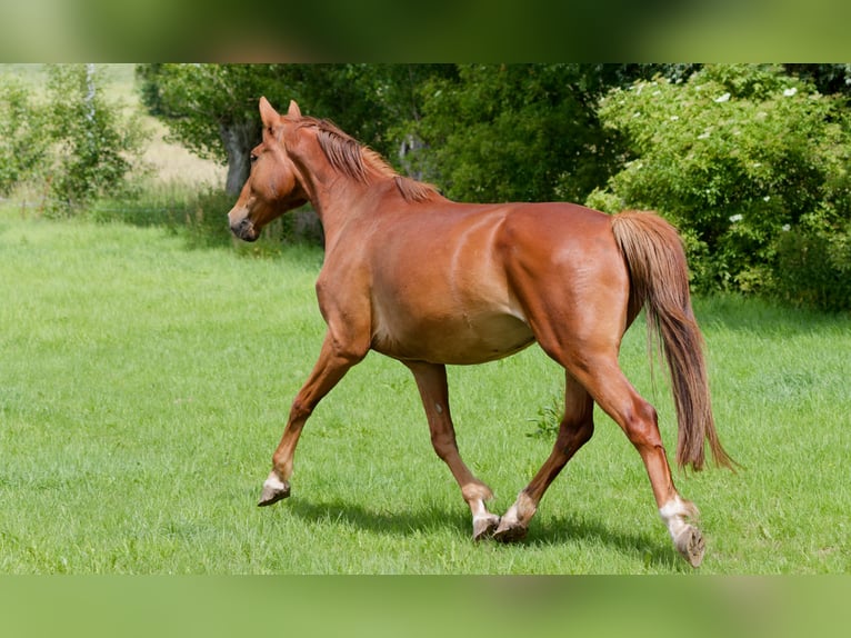 German Riding Horse Gelding 6 years 15,2 hh Chestnut-Red in Altkirchen