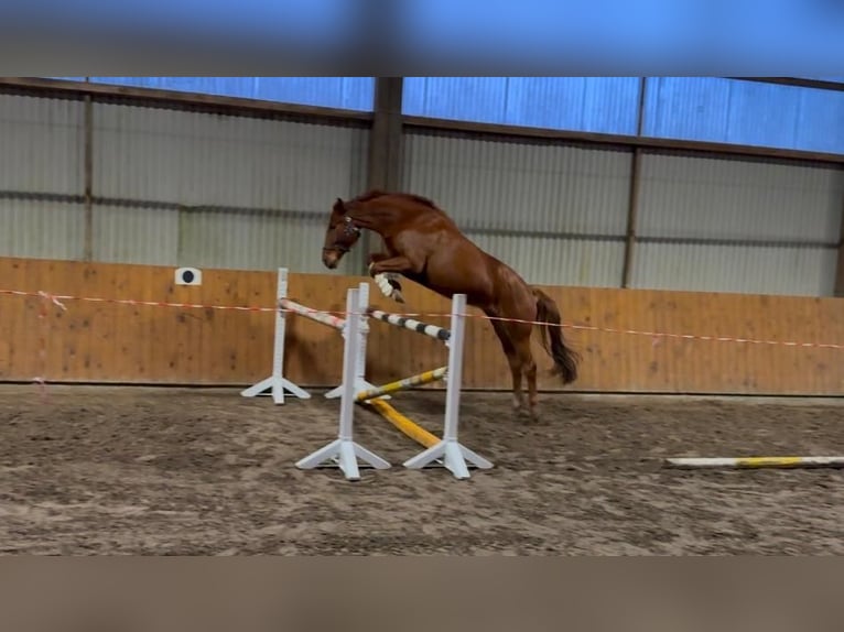 German Riding Horse Gelding 6 years 15,3 hh Chestnut-Red in Martfeld