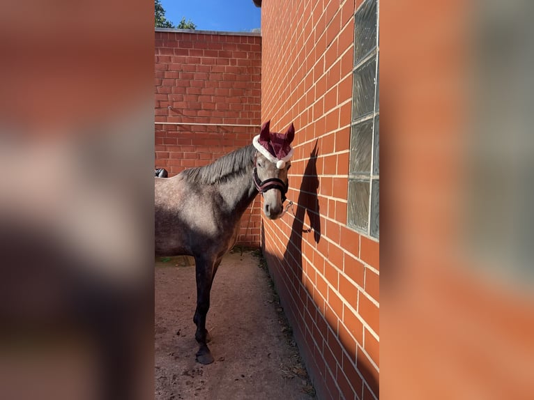 German Riding Horse Mix Gelding 6 years 15,1 hh Can be white in Burgdorf