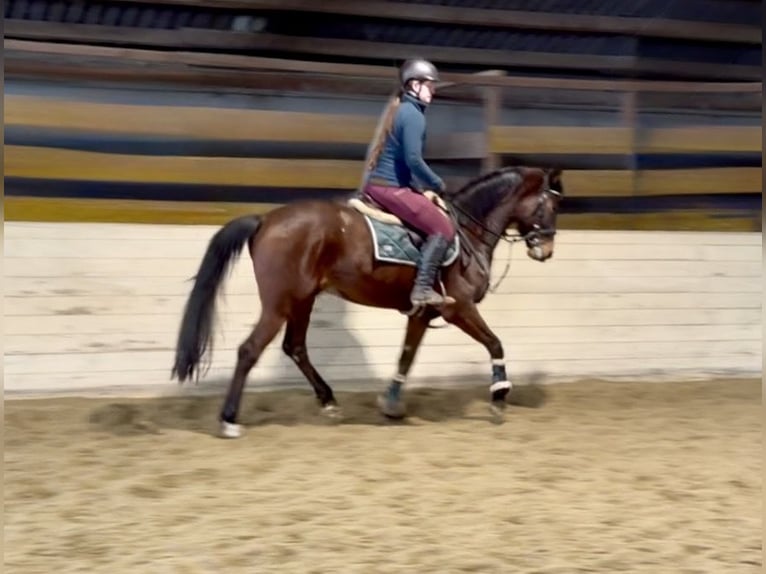 German Riding Horse Gelding 6 years 15,2 hh Brown in Pelmberg