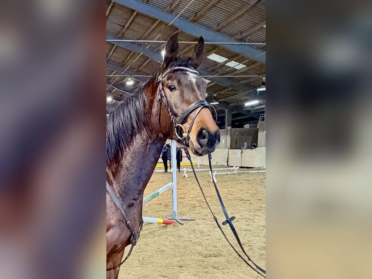German Riding Horse Gelding 6 years 15,2 hh Brown in Pelmberg