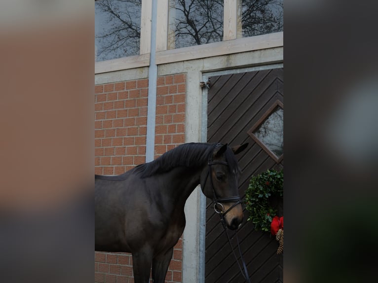 German Riding Horse Gelding 6 years 16.1 hh Bay-Dark in Voerde