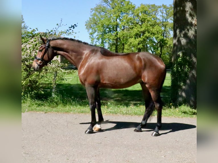 German Riding Horse Gelding 6 years 16.1 hh Brown in Recke, bei Osnabrück