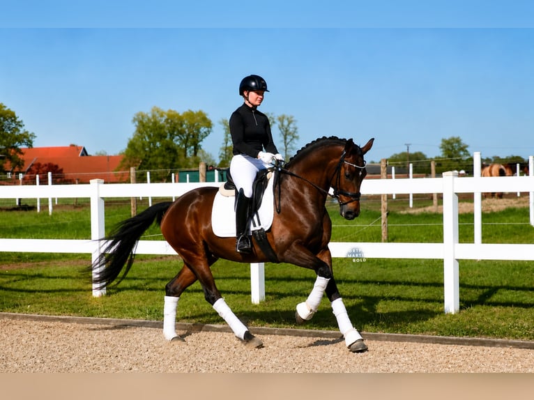 German Riding Horse Gelding 6 years 16.1 hh Brown in Recke, bei Osnabrück