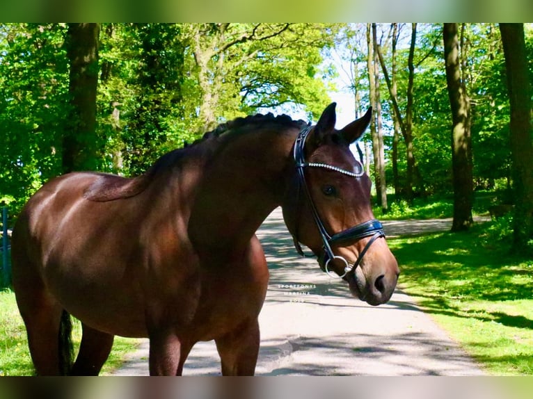 German Riding Horse Gelding 6 years 16.1 hh Brown in Recke, bei Osnabrück