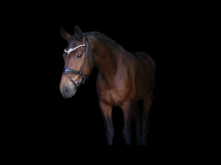 German Riding Horse Gelding 6 years 16.1 hh Brown in Recke, bei Osnabrück