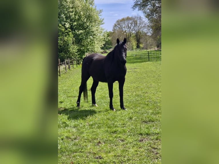 German Riding Horse Gelding 6 years 16.1 hh Smoky-Black in Gnarrenburg
