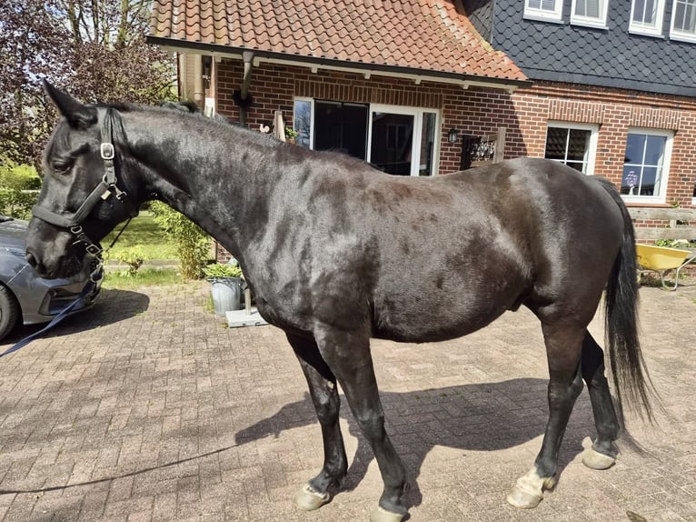 German Riding Horse Gelding 6 years 16.1 hh Smoky-Black in Gnarrenburg