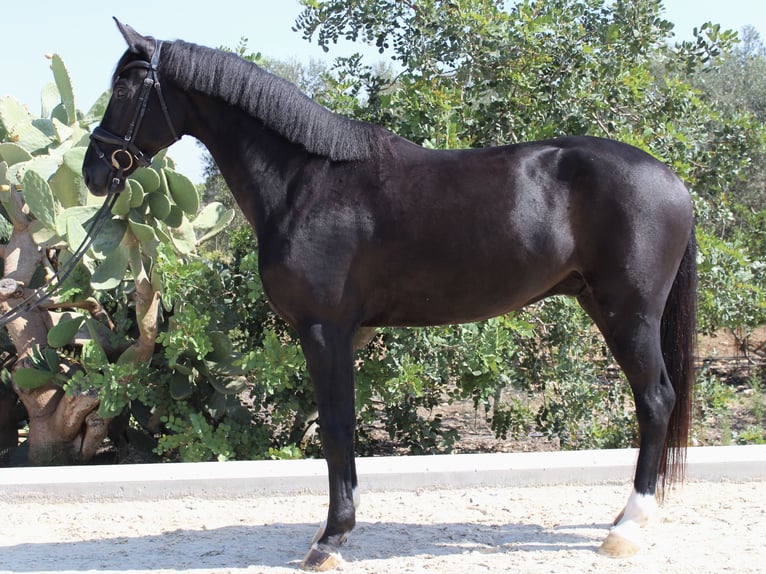 German Riding Horse Gelding 6 years 16,2 hh Black in Alicante/Alacant