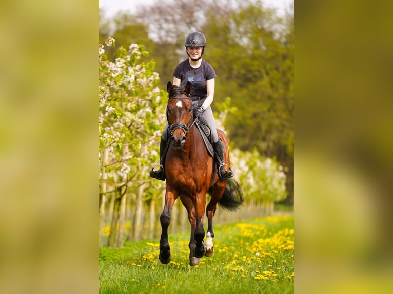 German Riding Horse Gelding 6 years 16,2 hh Brown in Dorsten