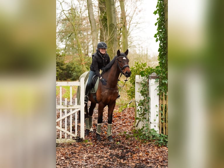 German Riding Horse Gelding 6 years 16,2 hh Brown in Dorsten