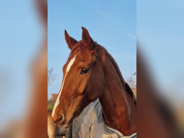 German Riding Horse Gelding 6 years 16,2 hh Chestnut-Red in Fehmarn