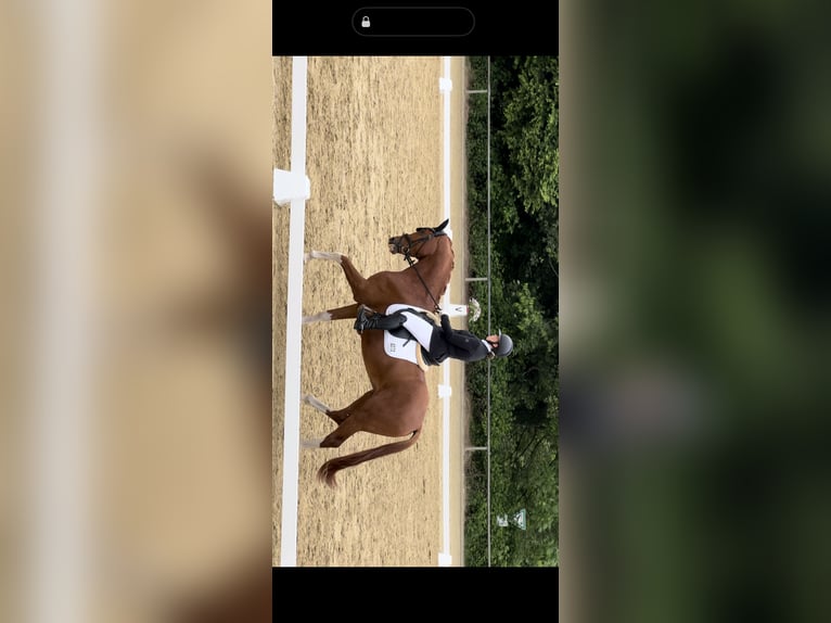 German Riding Horse Gelding 6 years 16,2 hh Chestnut-Red in Bochum