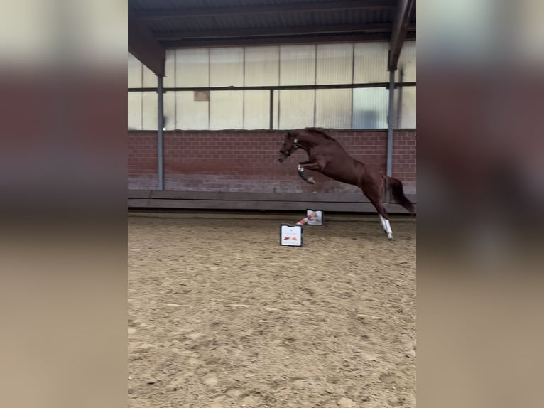 German Riding Horse Gelding 6 years 16,2 hh Chestnut-Red in Bochum