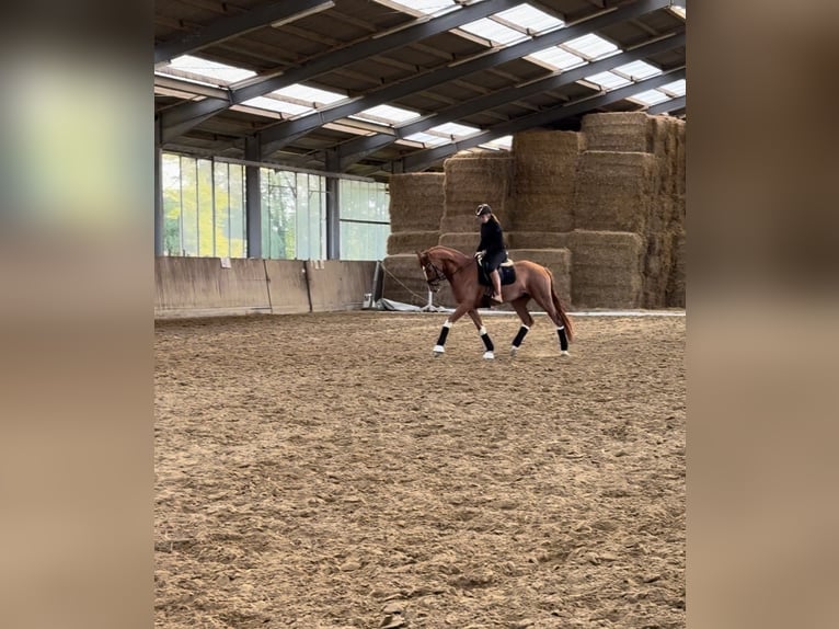 German Riding Horse Gelding 6 years 16,2 hh Chestnut-Red in Bochum