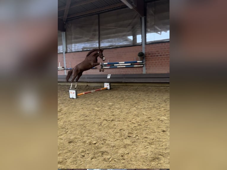 German Riding Horse Gelding 6 years 16,2 hh Chestnut-Red in Bochum