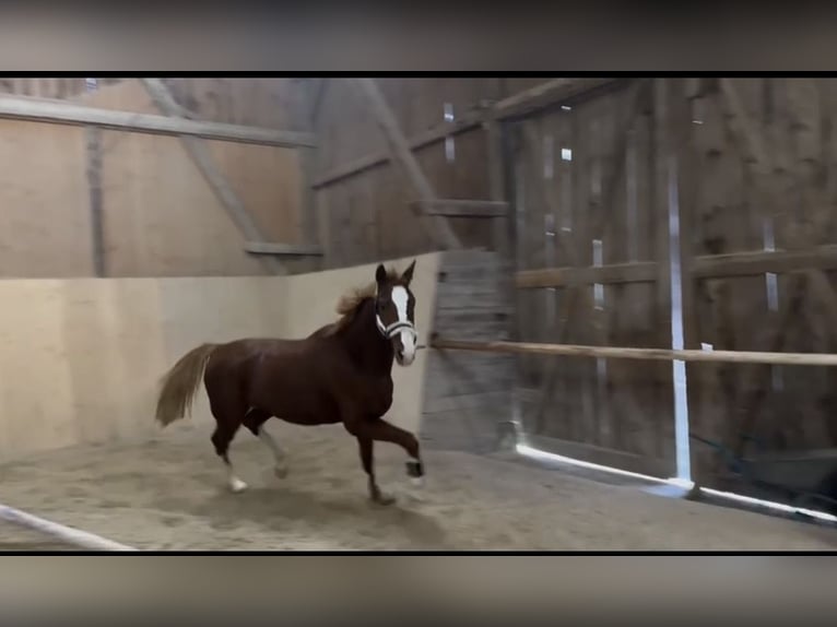 German Riding Horse Gelding 6 years 16 hh Chestnut-Red in Holzheim